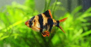 How to Determine the Gender of Angelfish?