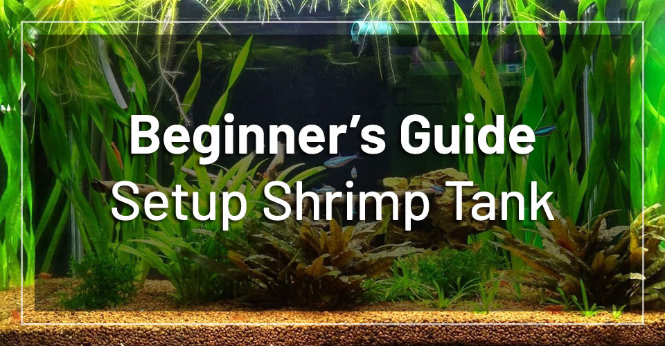 Mineral Drop Mix For Shrimp Aquarium - 3x1 Piece - Schmitt Aquaristik Water Additive For Shells & Snails