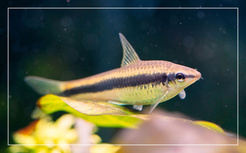 Siamese Algae Eater Care Tank Mates Feeding Breeding