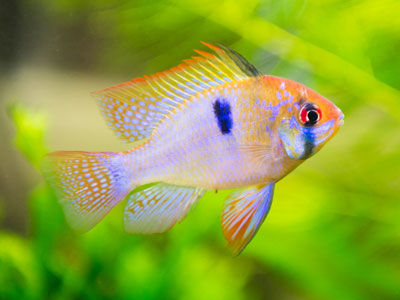 best breeding tropical fish