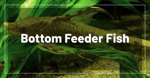 Swordtail Fish Care Feeding Breeding Requirements Tank Mates