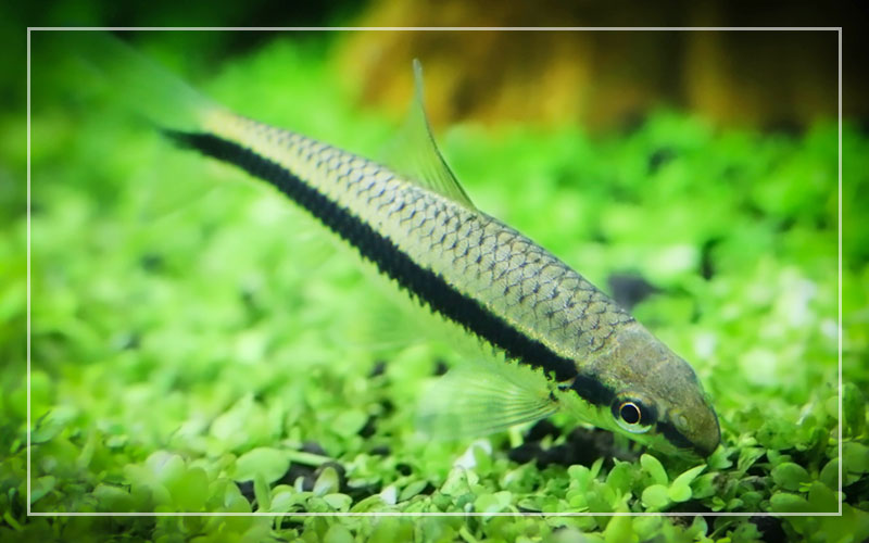 Siamese Algae Eater Size How Big Do They Grow 