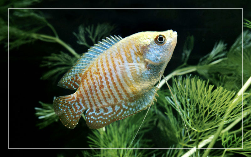 dwarf gourami freshwater fish