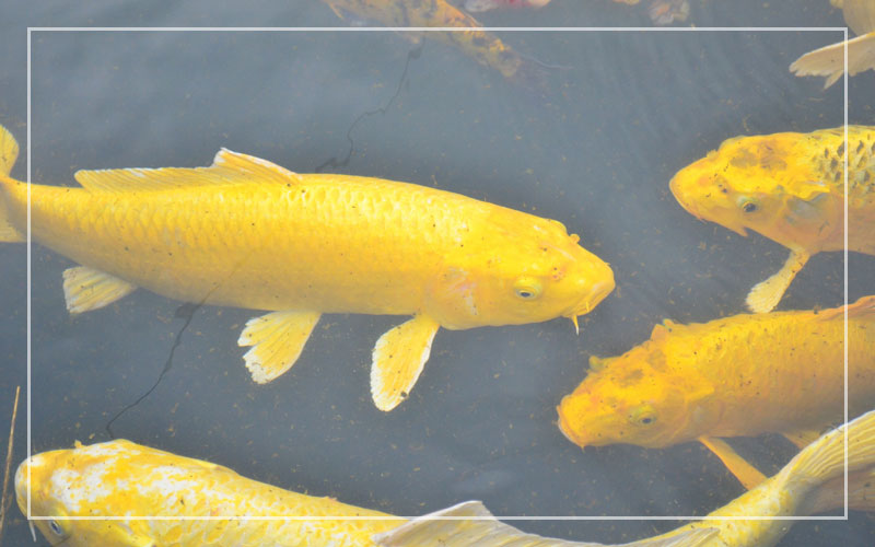 yellow koi carp