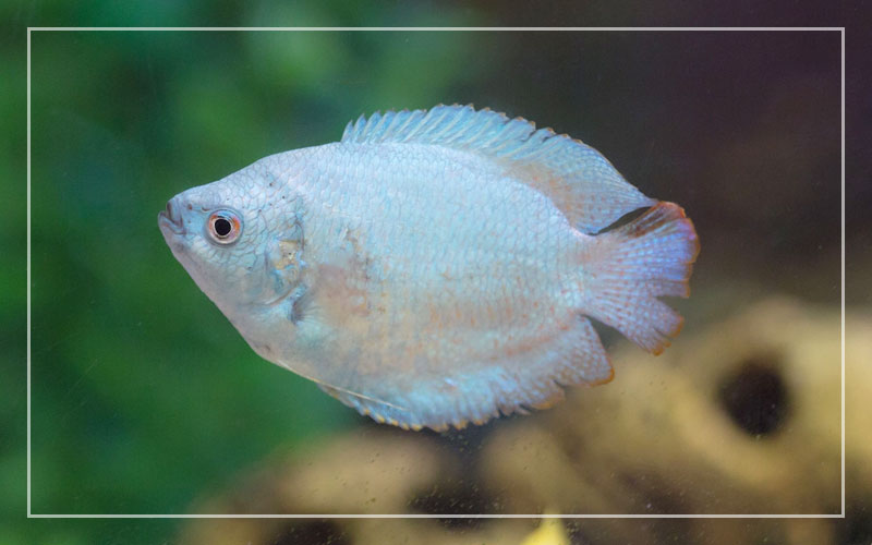 coral blue dwarf gourami