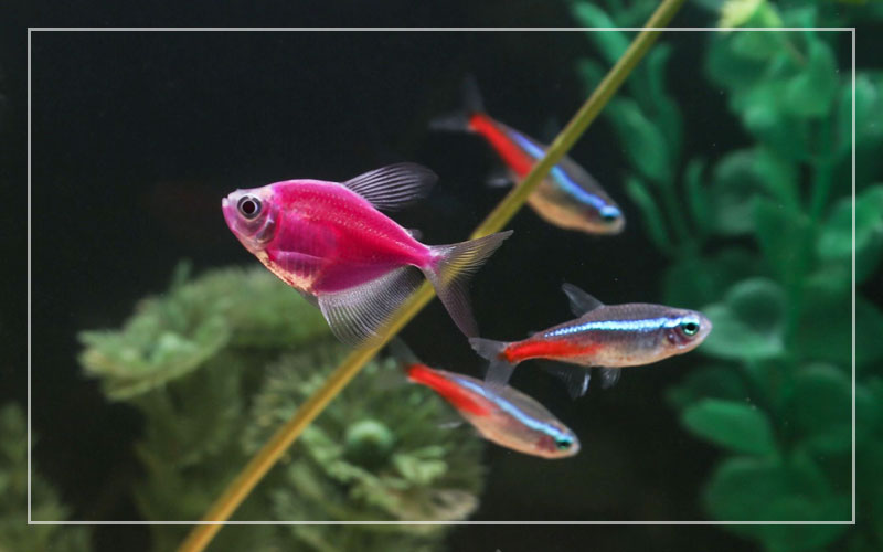 algae eater with glofish