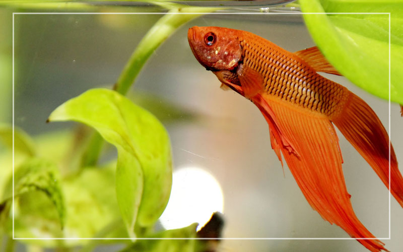 Can Betta Fish Live In Cold Water?