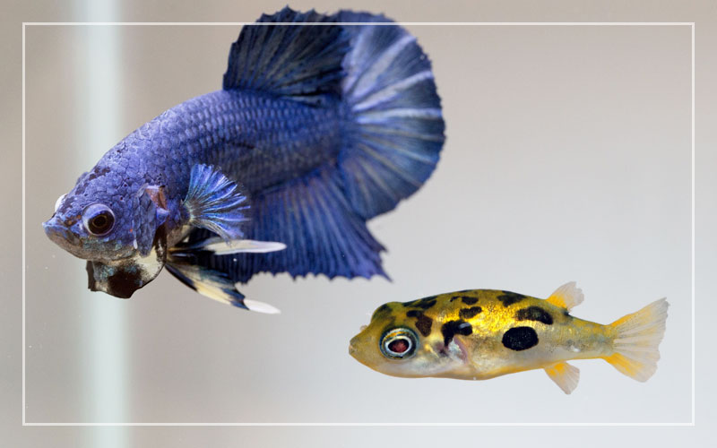 Food for on sale dwarf puffer fish