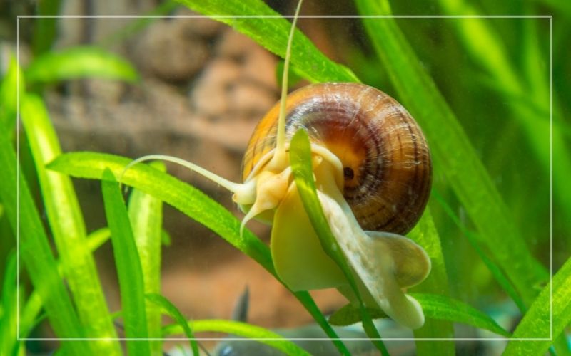 aquarium snails eating plants