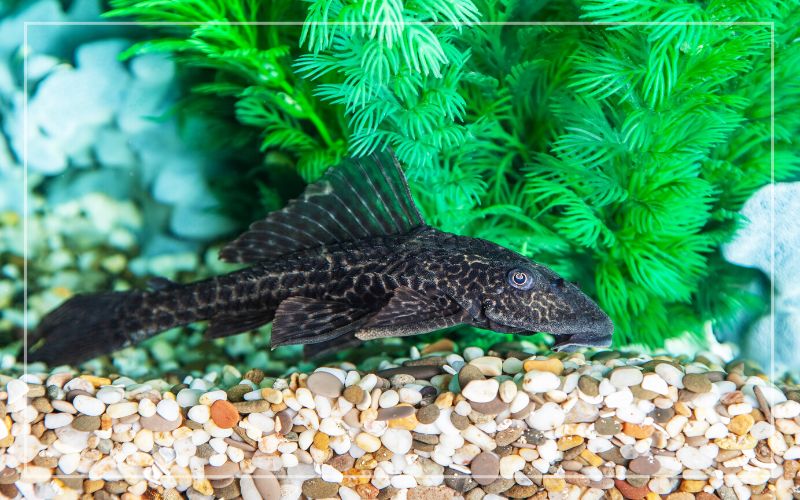 How Big Do Plecos Get You Won t Believe This How Big Do Plecos Get You Won t Believe This
