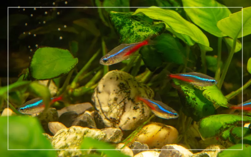 neon tetras planted tank